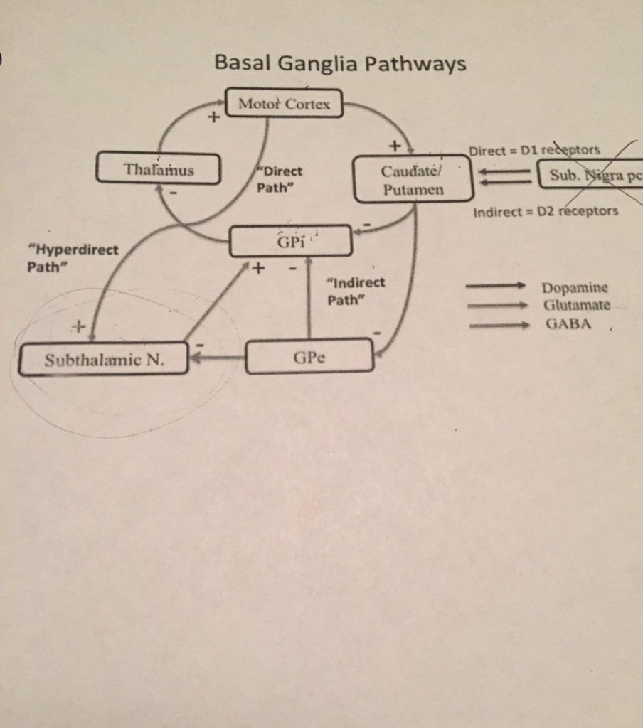 basal ganglia diagram